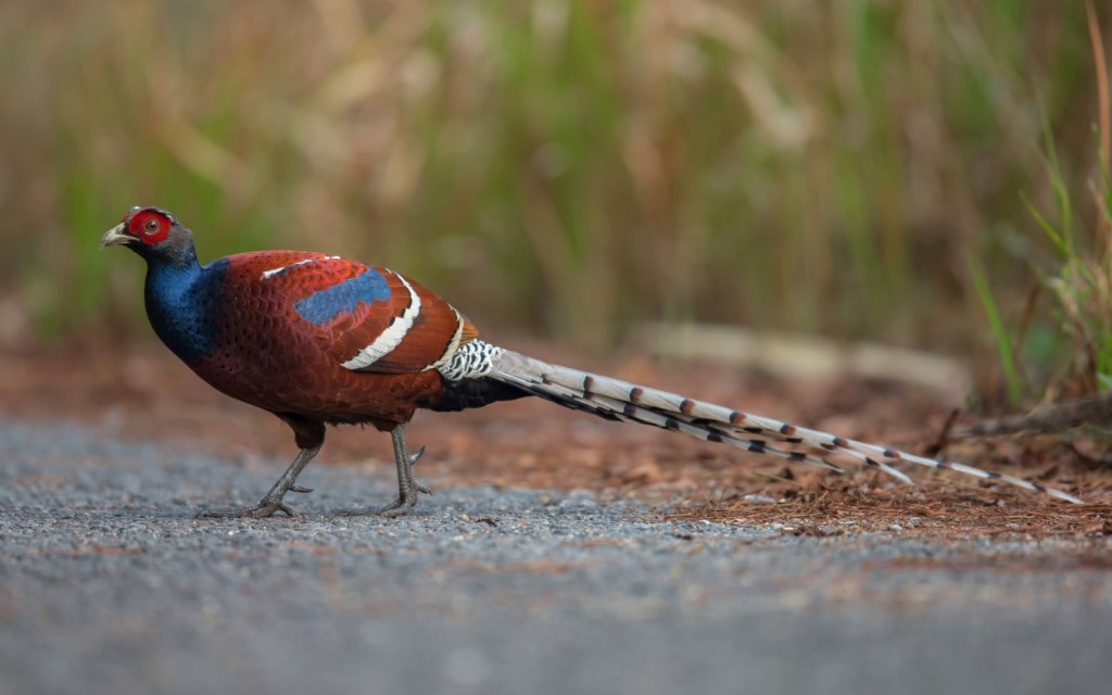 Mrs. Hume's Pheasant